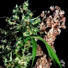 Brainstorm Haze G13 Cannabisblüte – gewachsen aus Regulaere Hanfsamen von Delta 9 Labs
