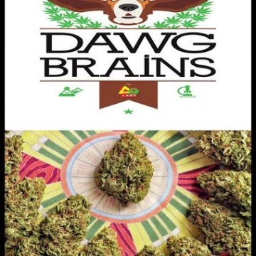 Dawg Brains Cannabisblüte – gewachsen aus Regulaere Hanfsamen von Delta 9 Labs