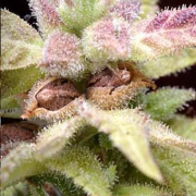 Delta 9 Labs CannaSutra Cannabis Blüte - gewachsen aus Regulaere Hanfsamen für den Anbau