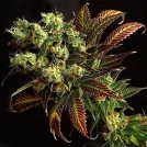 Delta 9 Labs Southern Lights Cannabisblüte – gewachsen aus Regulaere Hanfsamen von Delta 9 Labs
