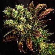 Delta 9 Labs Southern Lights Cannabisblüte – gewachsen aus Regulaere Hanfsamen von Delta 9 Labs