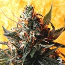 Double Kush Cannabisblüte – gewachsen aus Regulaere Hanfsamen von Delta 9 Labs