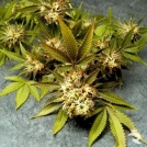 Fruit of the Gods Cannabisblüte – gewachsen aus Regulaere Hanfsamen von Delta 9 Labs