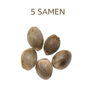5 Hanfsamen zur Kultivierung
