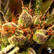 Mekong Haze Cannabis Blüte - gewachsen aus Regulaere Hanfsamen für den Anbau