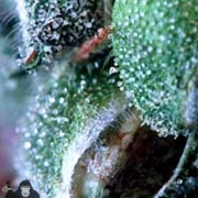 Merkabah Cannabisblüte – gewachsen aus Regulaere Hanfsamen von Delta 9 Labs