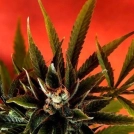 Simpson Kush Cannabisblüte – gewachsen aus Regulaere Hanfsamen von Delta 9 Labs
