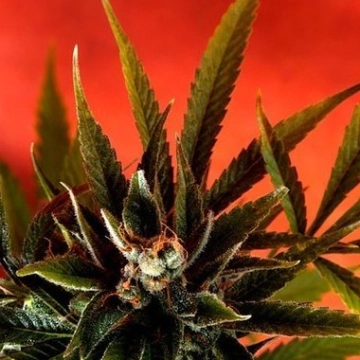 Simpson Kush Cannabisblüte – gewachsen aus Regulaere Hanfsamen von Delta 9 Labs