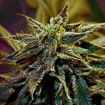 StarGazer Cannabisblüte – gewachsen aus Regulaere Hanfsamen von Delta 9 Labs