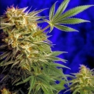 Super Star Cannabisblüte – gewachsen aus Regulaere Hanfsamen von Delta 9 Labs