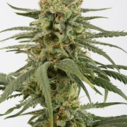 Amnesia CBD Cannabis Blüte - gewachsen aus Feminisierte Hanfsamen für den Anbau