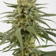 Amnesia CBD Cannabisblüte – gewachsen aus Feminisierte Hanfsamen von DinaFem Seeds