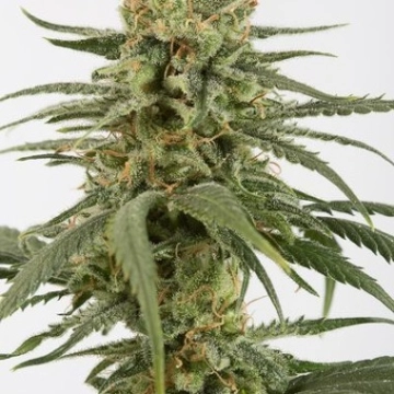 Amnesia CBD Cannabisblüte – gewachsen aus Feminisierte Hanfsamen von DinaFem Seeds