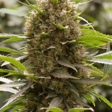 Amnesia Kush Cannabisblüte – gewachsen aus Feminisierte Hanfsamen von DinaFem Seeds
