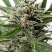 Blue Amnesia XXL Auto Cannabisblüte – gewachsen aus Automatic Hanfsamen von DinaFem Seeds