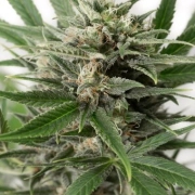 Blue Amnesia XXL Auto Cannabisblüte – gewachsen aus Automatic Hanfsamen von DinaFem Seeds