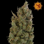 Blue Cheese – DinaFem Seeds – Feminisiert