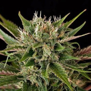 Blue Cheese Cannabis Blüte - gewachsen aus Feminisierte Hanfsamen für den Anbau