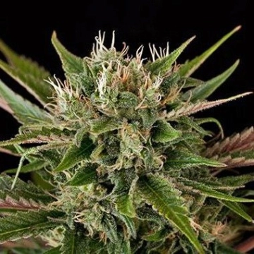 Blue Cheese Cannabisblüte – gewachsen aus Feminisierte Hanfsamen von DinaFem Seeds