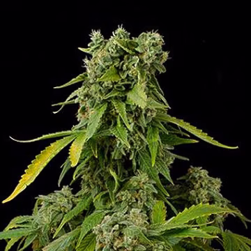Blue Cheese Auto Cannabisblüte – gewachsen aus Automatic Hanfsamen von DinaFem Seeds