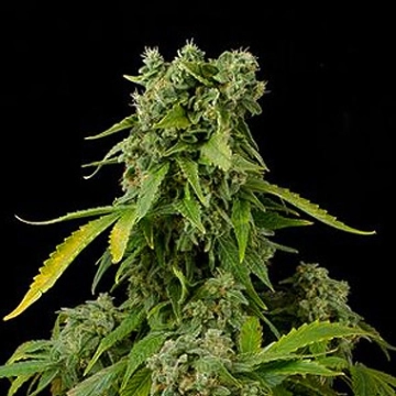 Blue Cheese Auto Cannabisblüte – gewachsen aus Automatic Hanfsamen von DinaFem Seeds