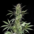 Blue Fruit Cannabisblüte – gewachsen aus Feminisierte Hanfsamen von DinaFem Seeds