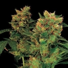 Blue Hash Cannabisblüte – gewachsen aus Feminisierte Hanfsamen von DinaFem Seeds