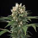 Blue Thai Cannabisblüte – gewachsen aus Feminisierte Hanfsamen von DinaFem Seeds