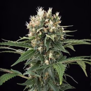 Blue Thai Cannabisblüte – gewachsen aus Feminisierte Hanfsamen von DinaFem Seeds