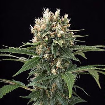 Blue Thai Cannabisblüte – gewachsen aus Feminisierte Hanfsamen von DinaFem Seeds