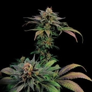 Blue Widow Cannabisblüte – gewachsen aus Feminisierte Hanfsamen von DinaFem Seeds