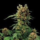 California Hash Plant Cannabisblüte – gewachsen aus Feminisierte Hanfsamen von DinaFem Seeds