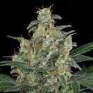 Cheese Auto Cannabisblüte – gewachsen aus Automatic Hanfsamen von DinaFem Seeds