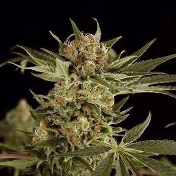 Cloud #9 Cannabisblüte – gewachsen aus Feminisierte Hanfsamen von DinaFem Seeds
