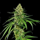 Critical + Cannabisblüte – gewachsen aus Feminisierte Hanfsamen von DinaFem Seeds