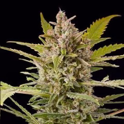 Critical + 2.0 Auto Cannabisblüte – gewachsen aus Automatic Hanfsamen von DinaFem Seeds