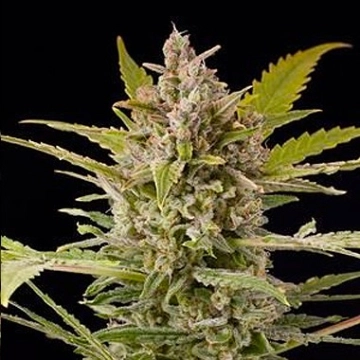 Critical + 2.0 Auto Cannabisblüte – gewachsen aus Automatic Hanfsamen von DinaFem Seeds