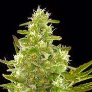 Critical + Auto Cannabisblüte – gewachsen aus Automatic Hanfsamen von DinaFem Seeds