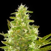 Critical + Auto Cannabisblüte – gewachsen aus Automatic Hanfsamen von DinaFem Seeds