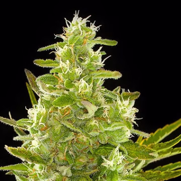Critical + Auto Cannabisblüte – gewachsen aus Automatic Hanfsamen von DinaFem Seeds