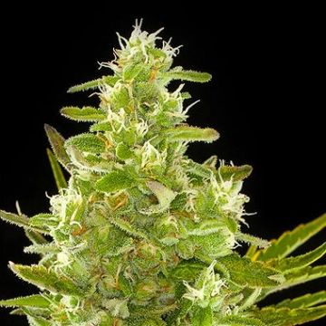 Critical + Auto Cannabisblüte – gewachsen aus Automatic Hanfsamen von DinaFem Seeds