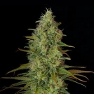 Critical Jack Cannabisblüte – gewachsen aus Feminisierte Hanfsamen von DinaFem Seeds