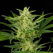Critical Jack Auto Cannabisblüte – gewachsen aus Automatic Hanfsamen von DinaFem Seeds