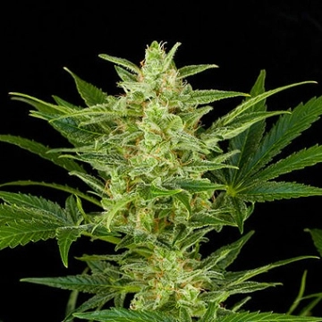 Critical Jack Auto Cannabisblüte – gewachsen aus Automatic Hanfsamen von DinaFem Seeds