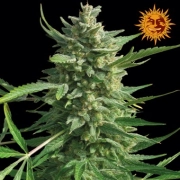 Critical Kush – DinaFem Seeds – Feminisiert