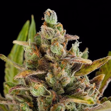 Critical Kush Cannabisblüte – gewachsen aus Feminisierte Hanfsamen von DinaFem Seeds