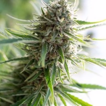 Critical Mass CBD Cannabisblüte – gewachsen aus Feminisierte Hanfsamen von DinaFem Seeds