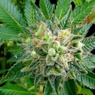 Diesel Cannabisblüte – gewachsen aus Feminisierte Hanfsamen von DinaFem Seeds