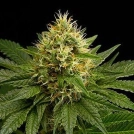 DinaChem Cannabisblüte – gewachsen aus Feminisierte Hanfsamen von DinaFem Seeds