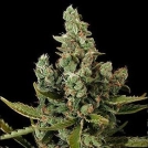 Dinafem Cheese Cannabisblüte – gewachsen aus Feminisierte Hanfsamen von DinaFem Seeds